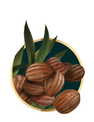 เมล็ดโจโจ้บาร์