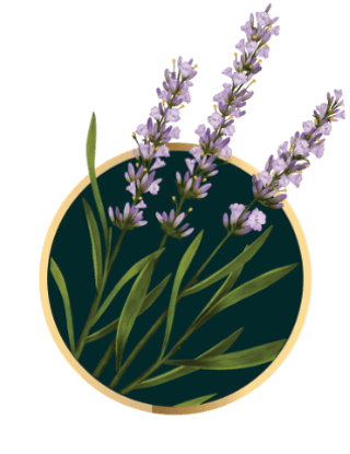 ลาเวนเดอร์