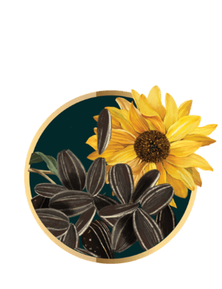 ทานตะวัน