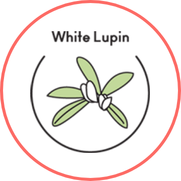 White Lupin