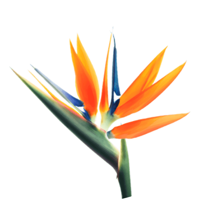 ดอกเบิร์ดออฟพาราไดซ์