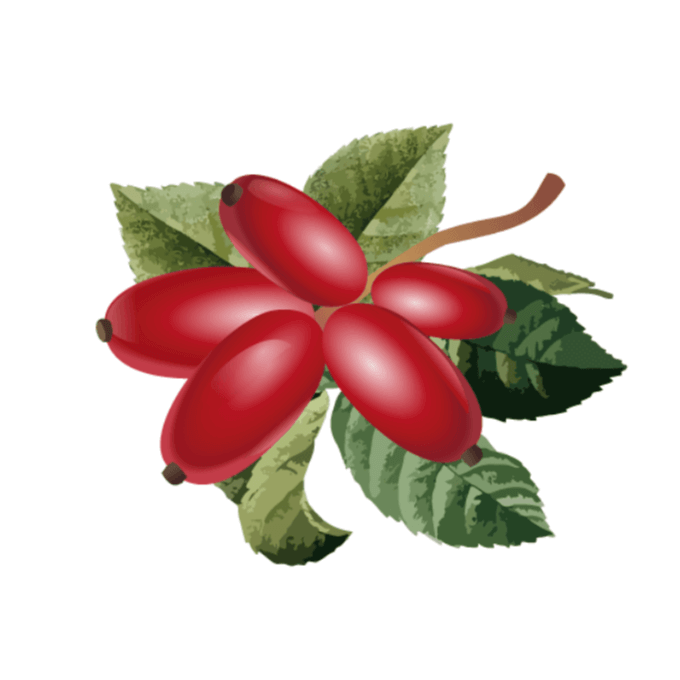 โรสฮิปออยล์