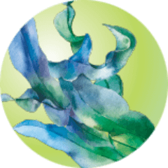 Hokkaido Deep Sea Algae