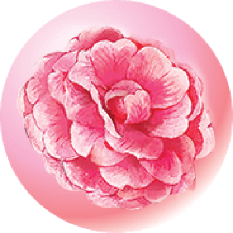 Camellia