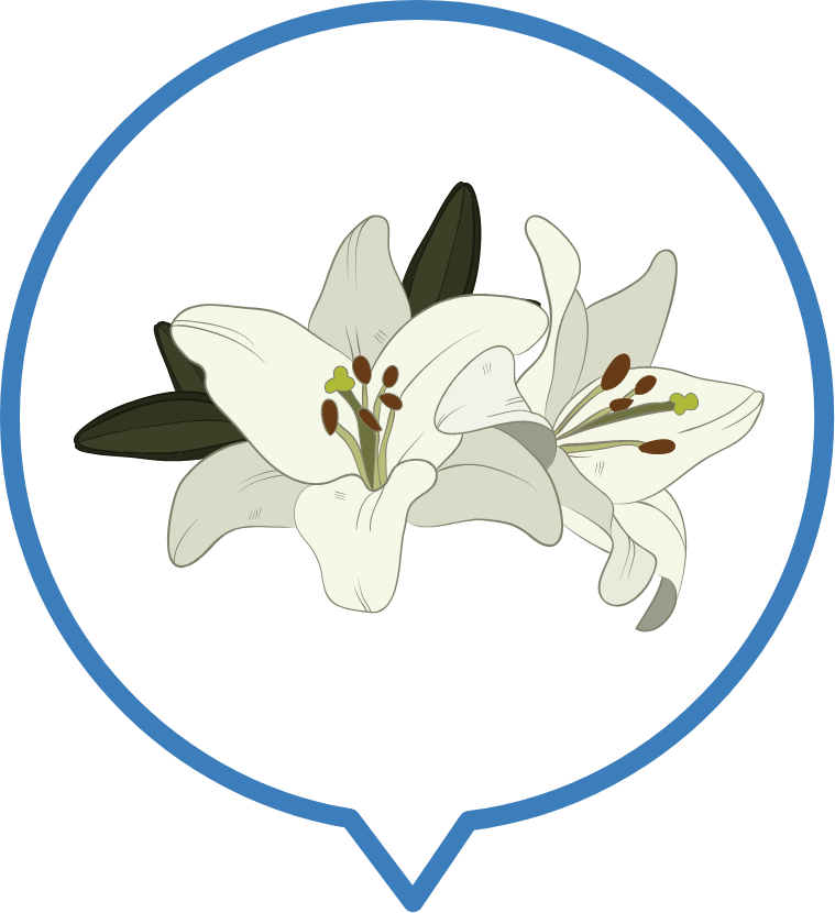 ดอกไวท์ลิลลี่