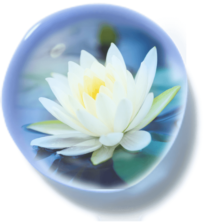 สารสกัดจากวอเตอร์ลิลลี่