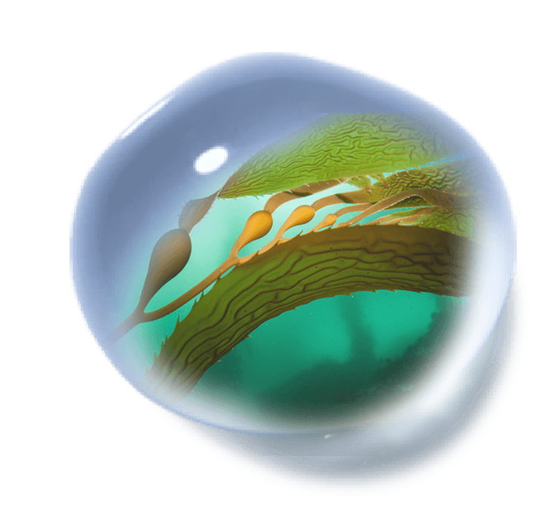 สารสกัดจากสาหร่าย