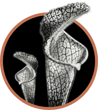 Cobra Lily หรือ Arisaema Speciosum