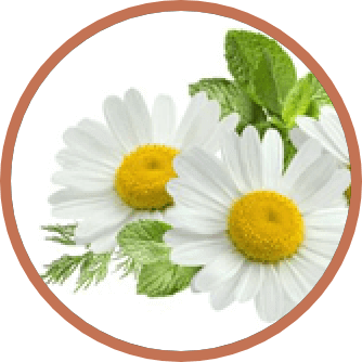 Chamomile Extract