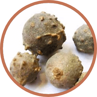 Quercus Infectoria Gall Extract