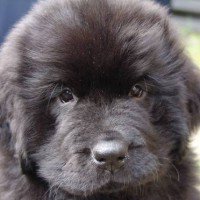 พี่เตาผิงกับน้องปังปิ้ง