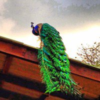 ใบเตยหอม