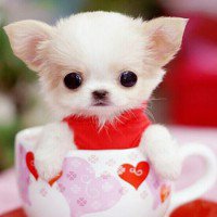 พิงค์ พิ้งค์