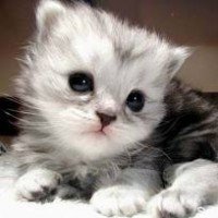 ชาเขียวปั่น