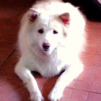 ฟองเต้าหู้