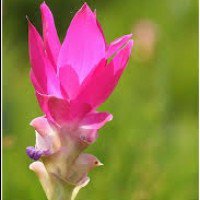 ดอกหญ้า ป่าปูน