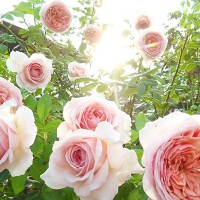rose_rose