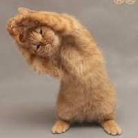 เจ้าแมวน้อย