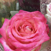 ปลายฝน ต้นหนาว