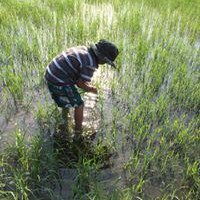 กิฟท์ เตย์