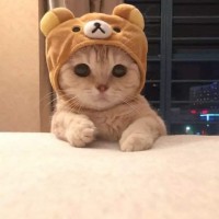 금성