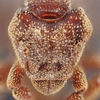 Thanakron Chamnanpakdee