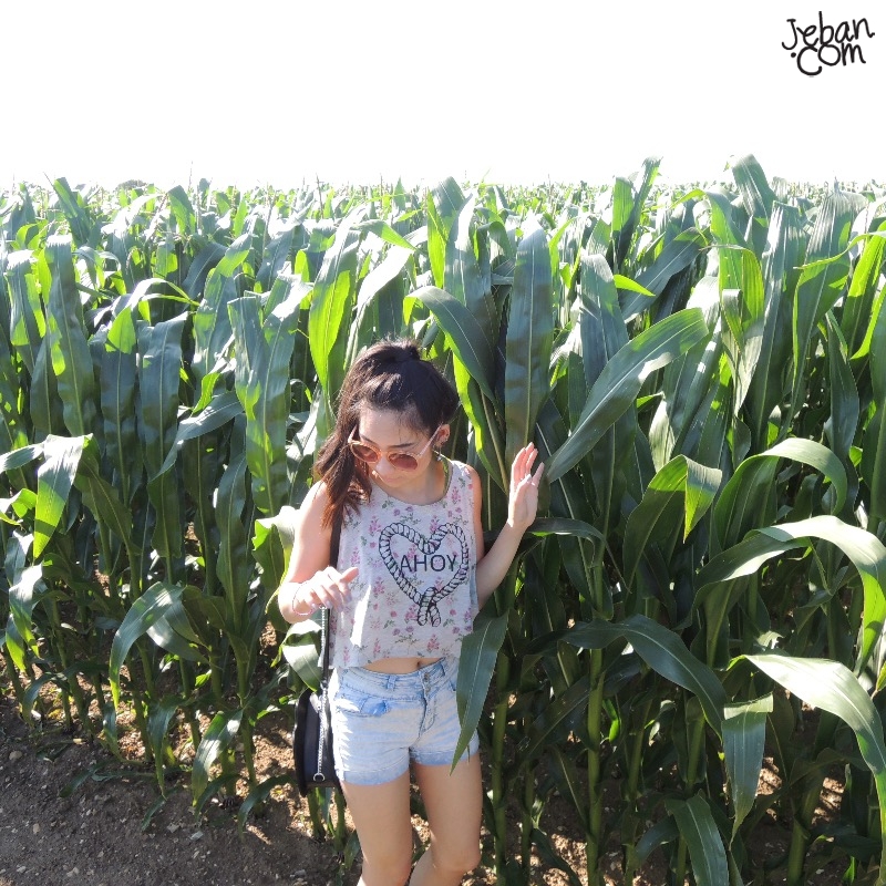 Feel like Alice in.....Corn Field