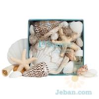 La Source® : Shell Potpourri