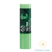 Tea Tree Concealer